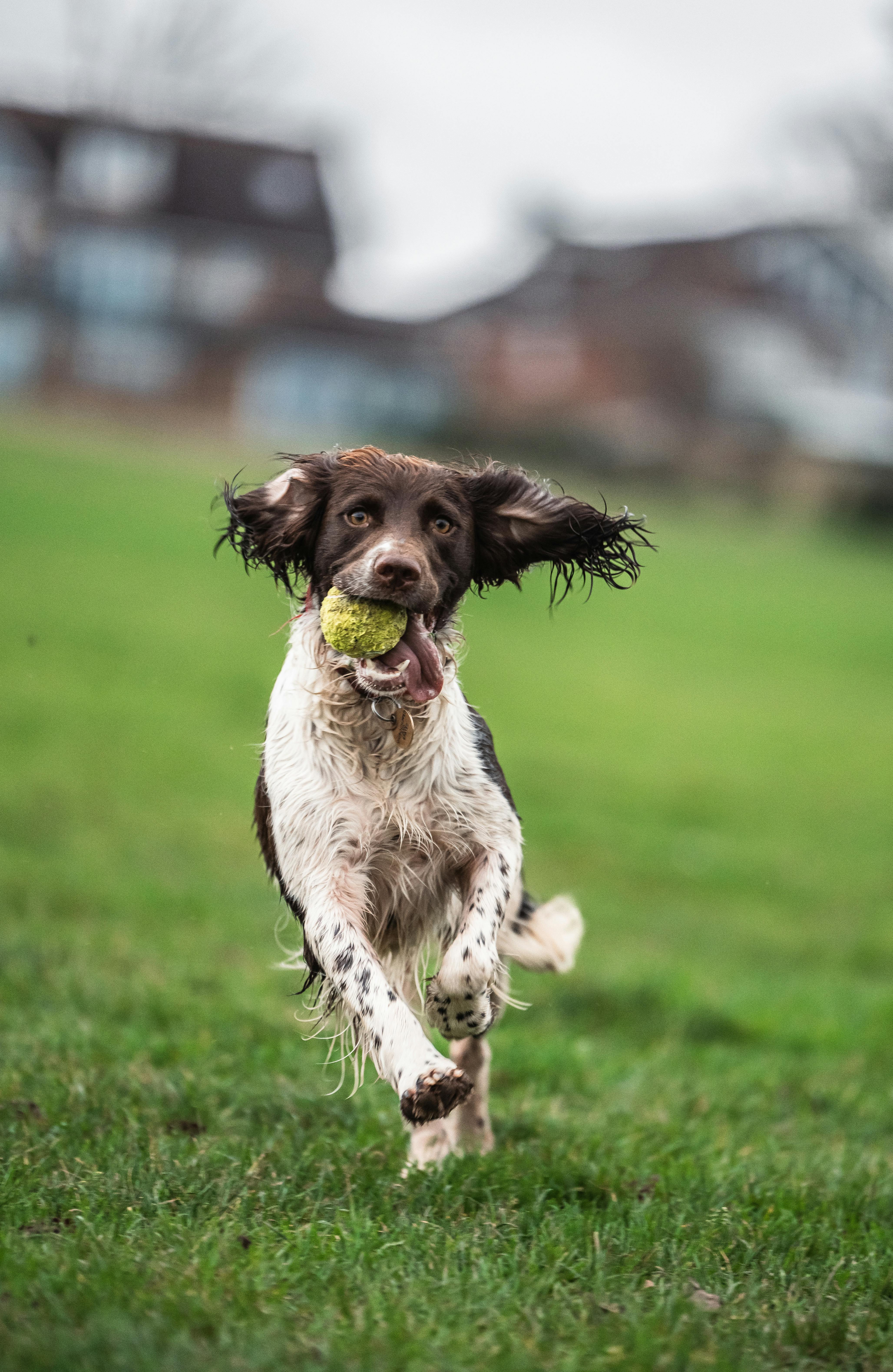 Springer spaniel with ball